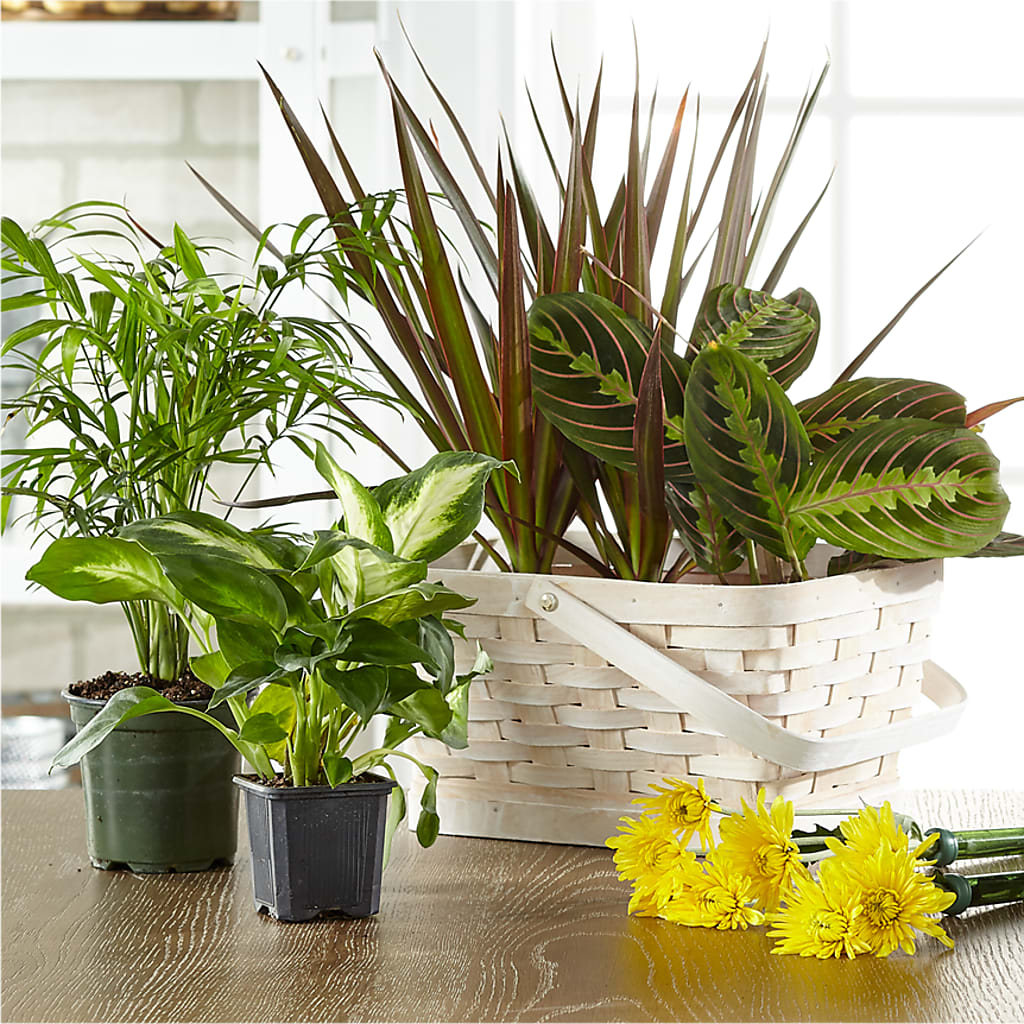 Florist Designed Blooming and Green Plants in a Basket – L & M FLOWER SHOP, Canonsburg PA