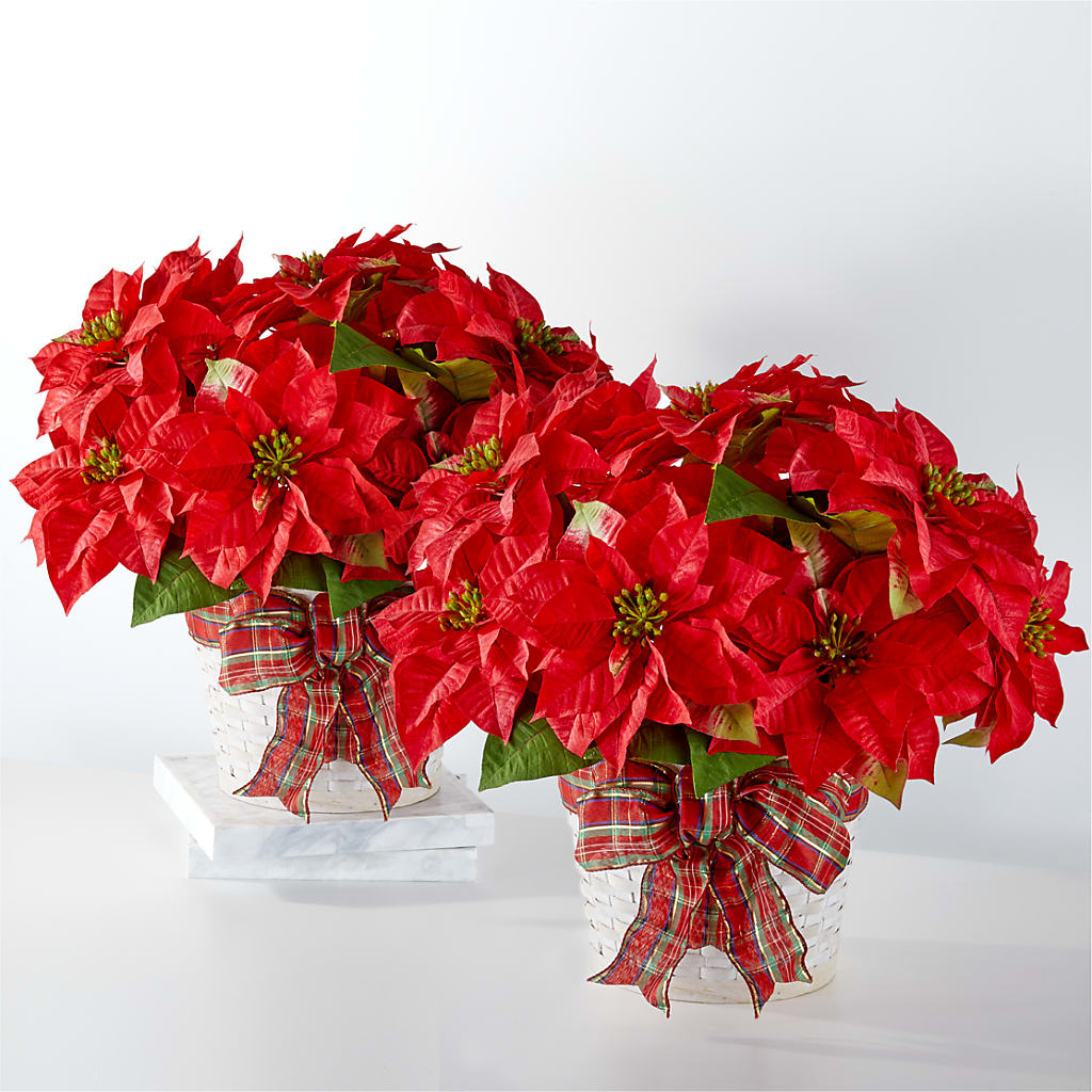Happiest Holidays Poinsettia Bundle – L & M FLOWER SHOP, Canonsburg PA