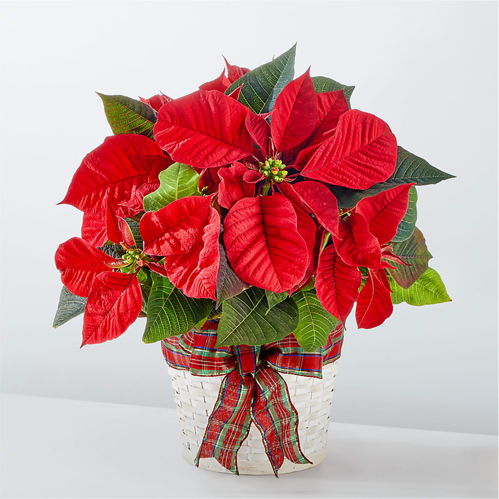 Happiest Holidays Poinsettia – L & M FLOWER SHOP, Canonsburg PA