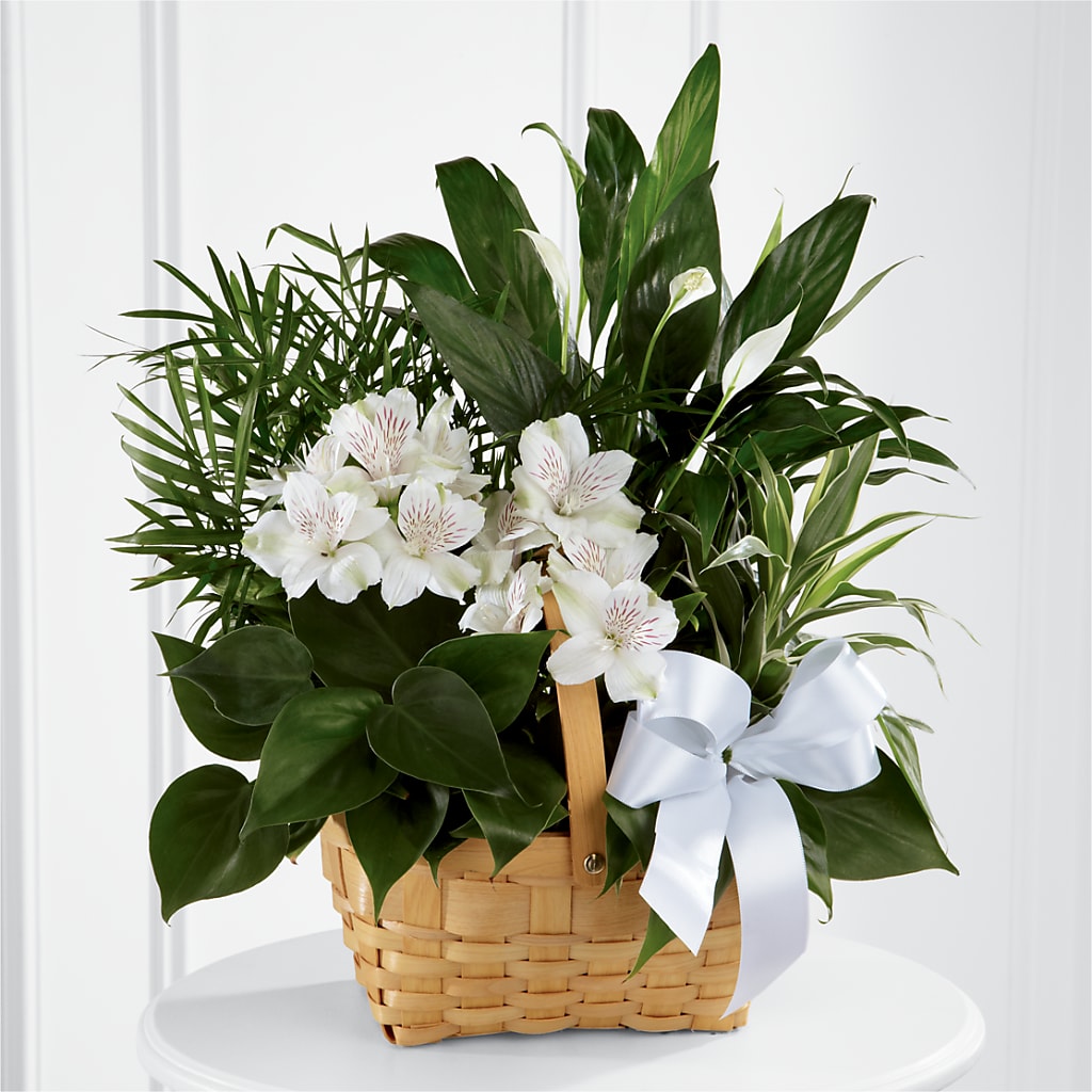 Peace & Serenity Dishgarden – L & M FLOWER SHOP, Canonsburg PA
