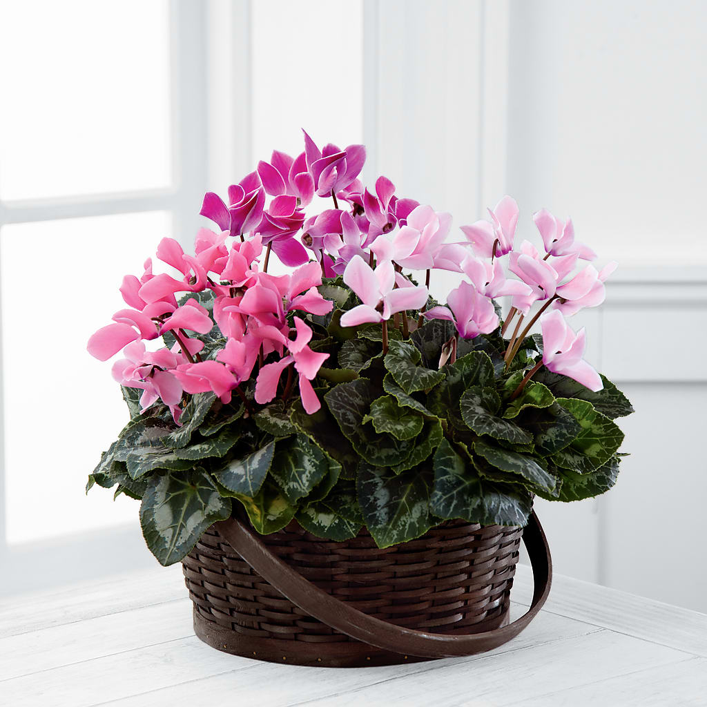 Mixed Cyclamen Planter – L & M FLOWER SHOP, Canonsburg PA