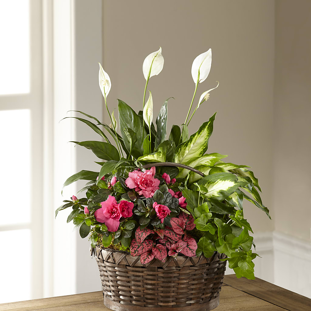 Dream in Pink Dishgarden – L & M FLOWER SHOP, Canonsburg PA