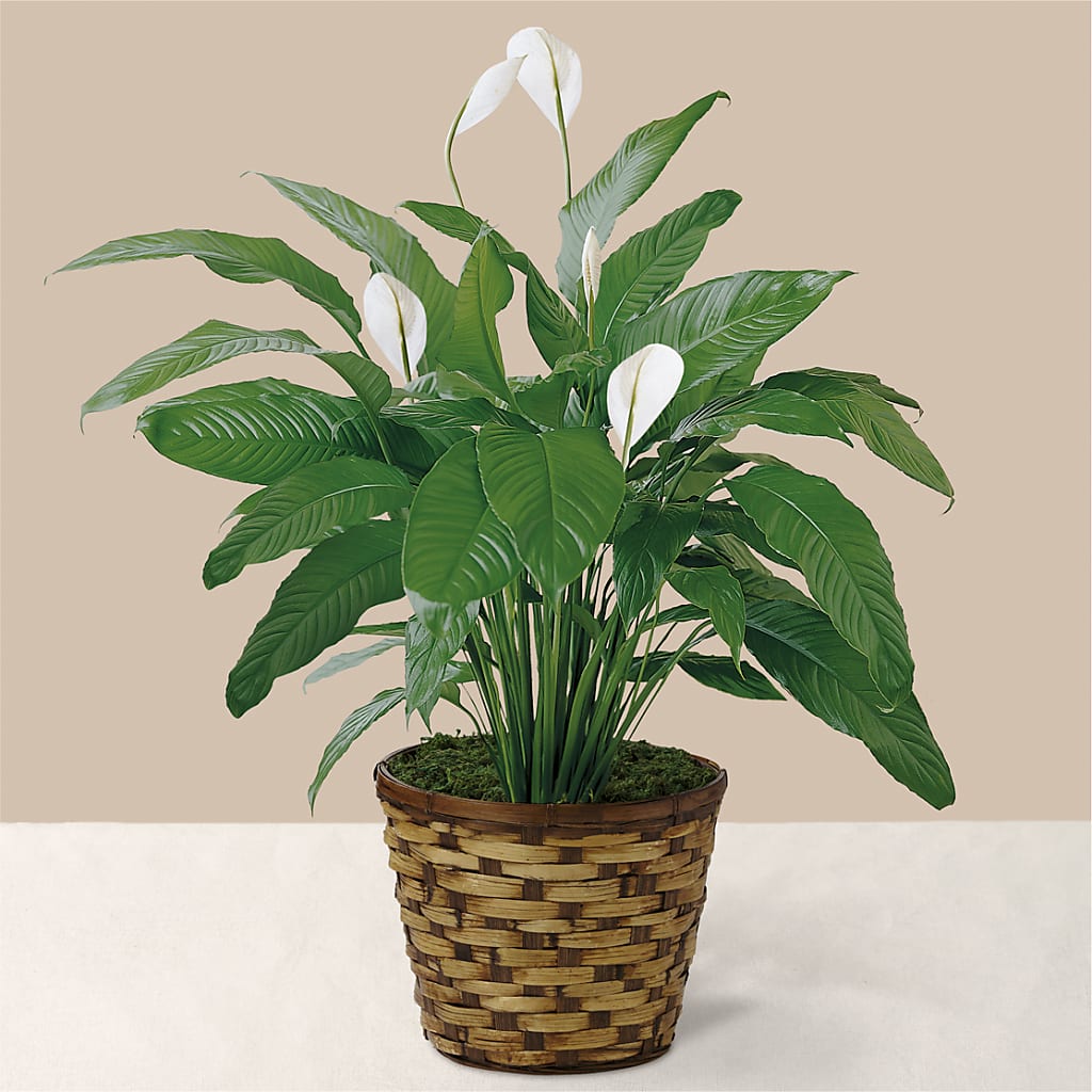 Tranquil Moments Peace Lily Plant – L & M FLOWER SHOP, Canonsburg PA