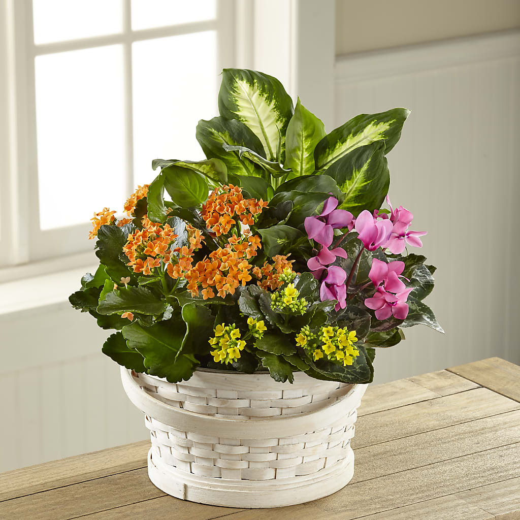 Color Crush Dishgarden – L & M FLOWER SHOP, Canonsburg PA