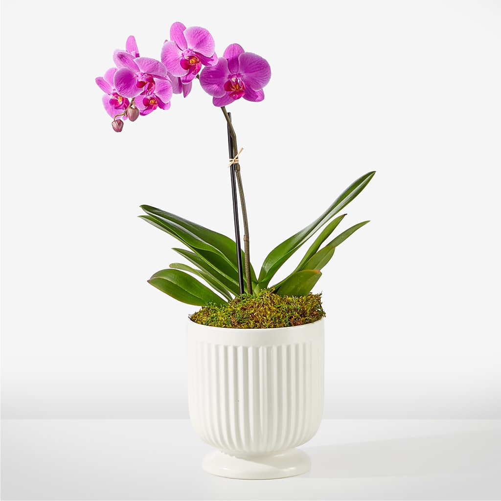 Friendly Fuchsia Orchid – L & M FLOWER SHOP, Canonsburg PA