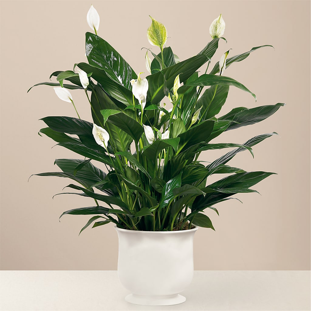 Comfort Planter – L & M FLOWER SHOP, Canonsburg PA