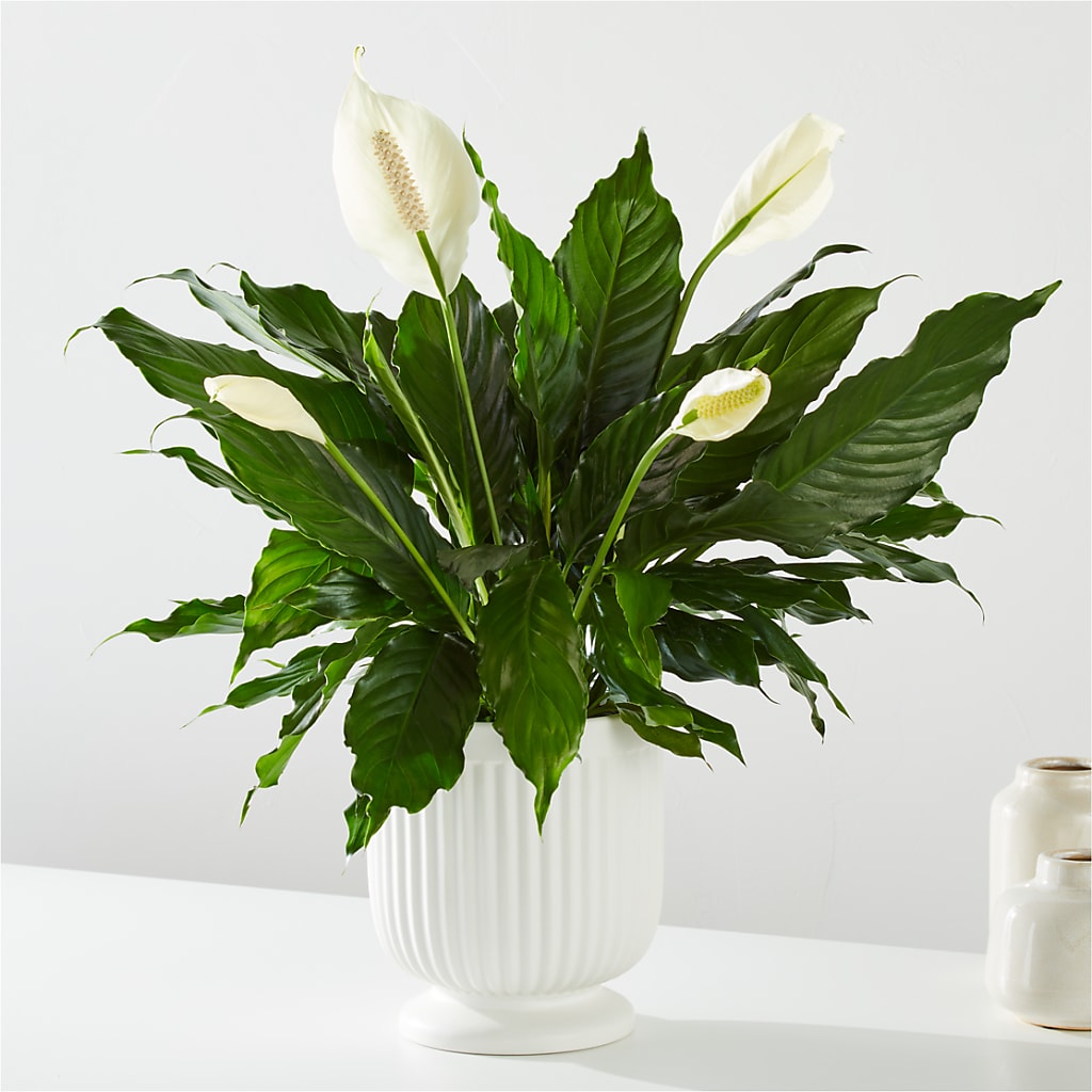 Comfort Planter – L & M FLOWER SHOP, Canonsburg PA