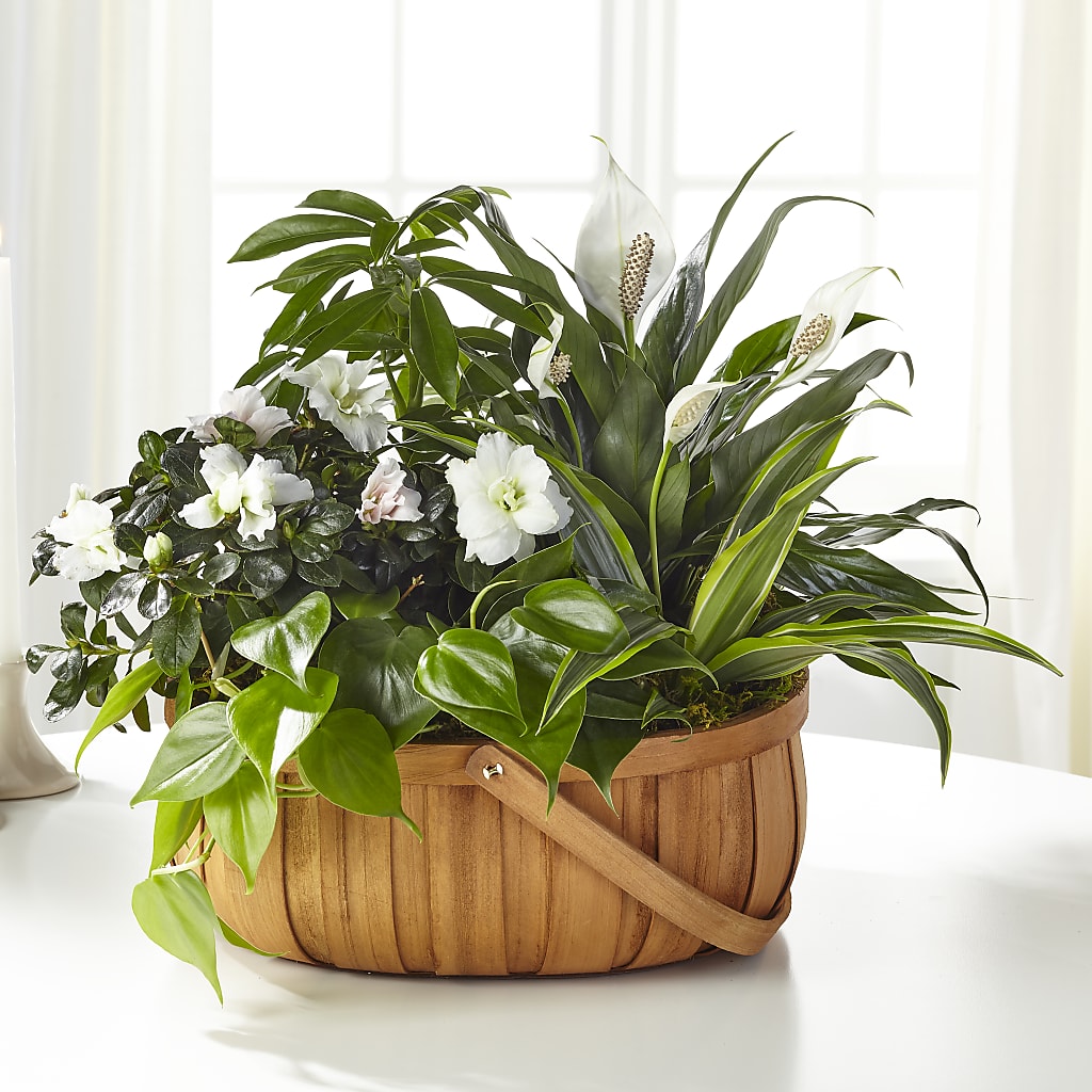 Serene Dishgarden – L & M FLOWER SHOP, Canonsburg PA