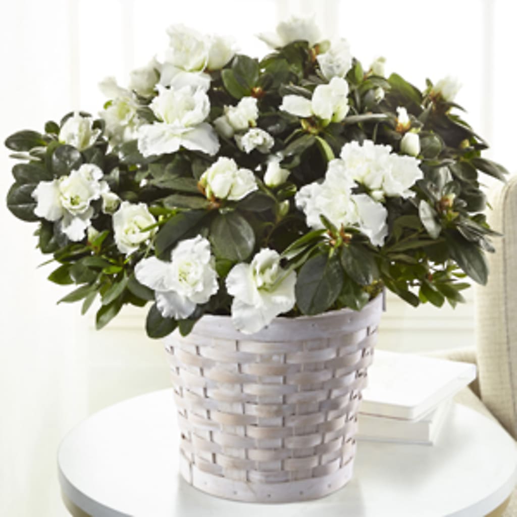 White Azalea Plant – L & M FLOWER SHOP, Canonsburg PA