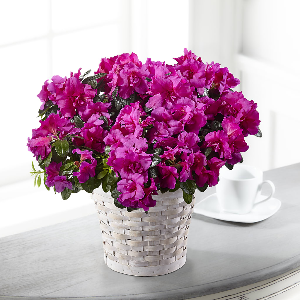 Hope & Serenity Azalea Plant – L & M FLOWER SHOP, Canonsburg PA
