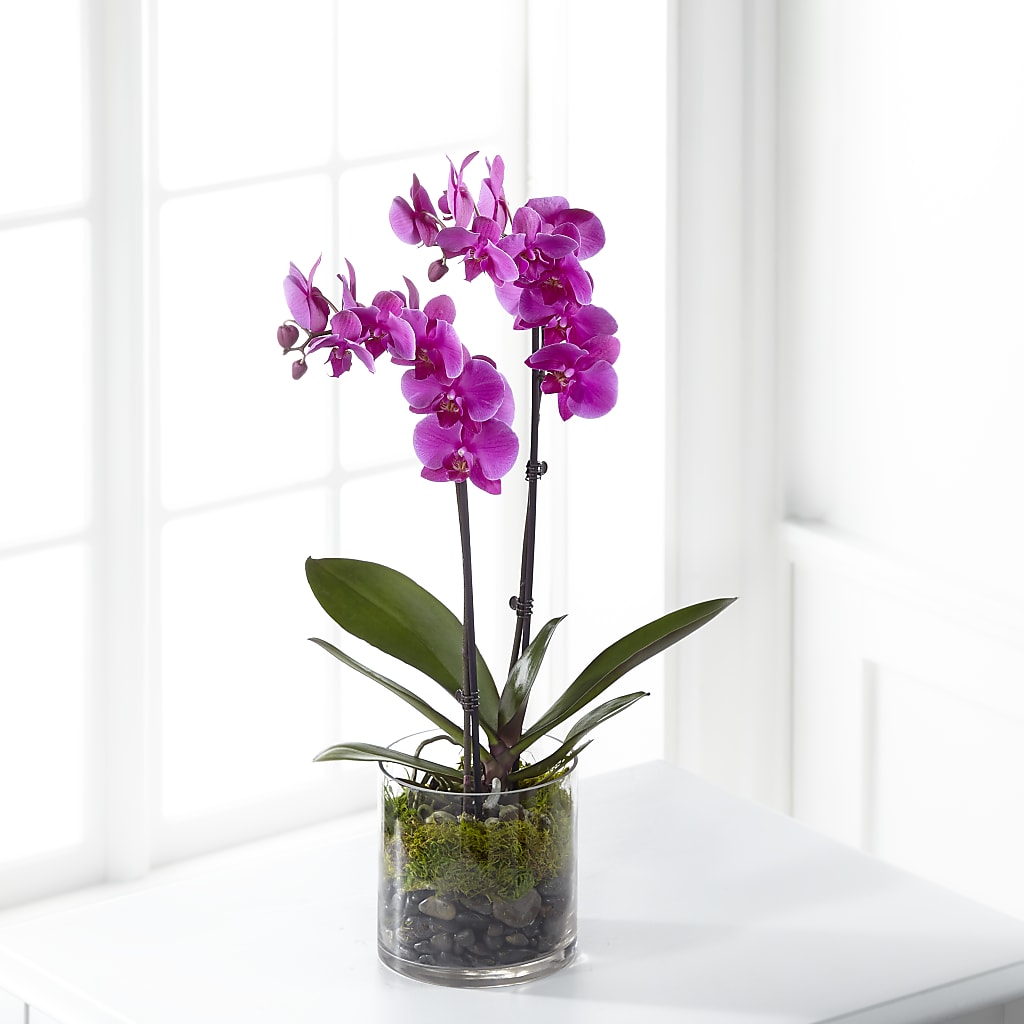 Pink Orchid Plant – L & M FLOWER SHOP, Canonsburg PA