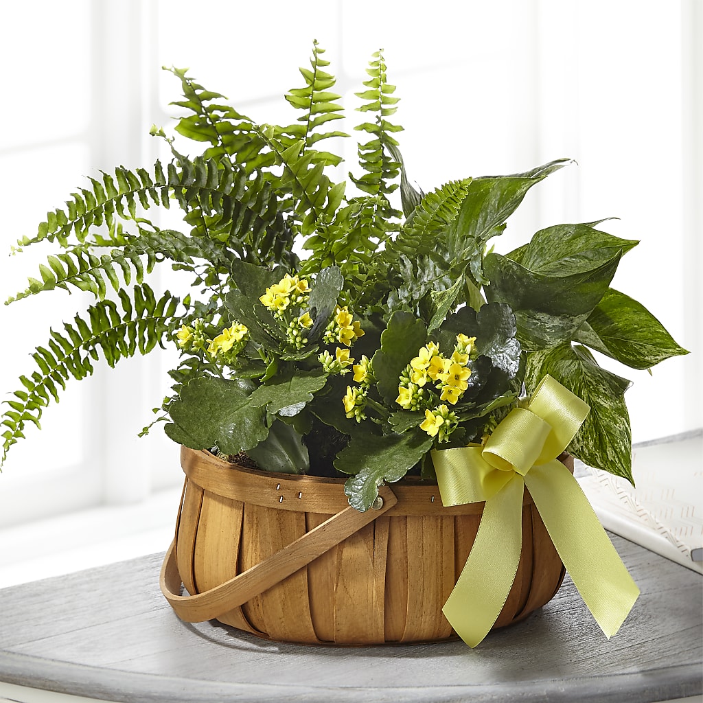 Always Dear Dishgarden – L & M FLOWER SHOP, Canonsburg PA