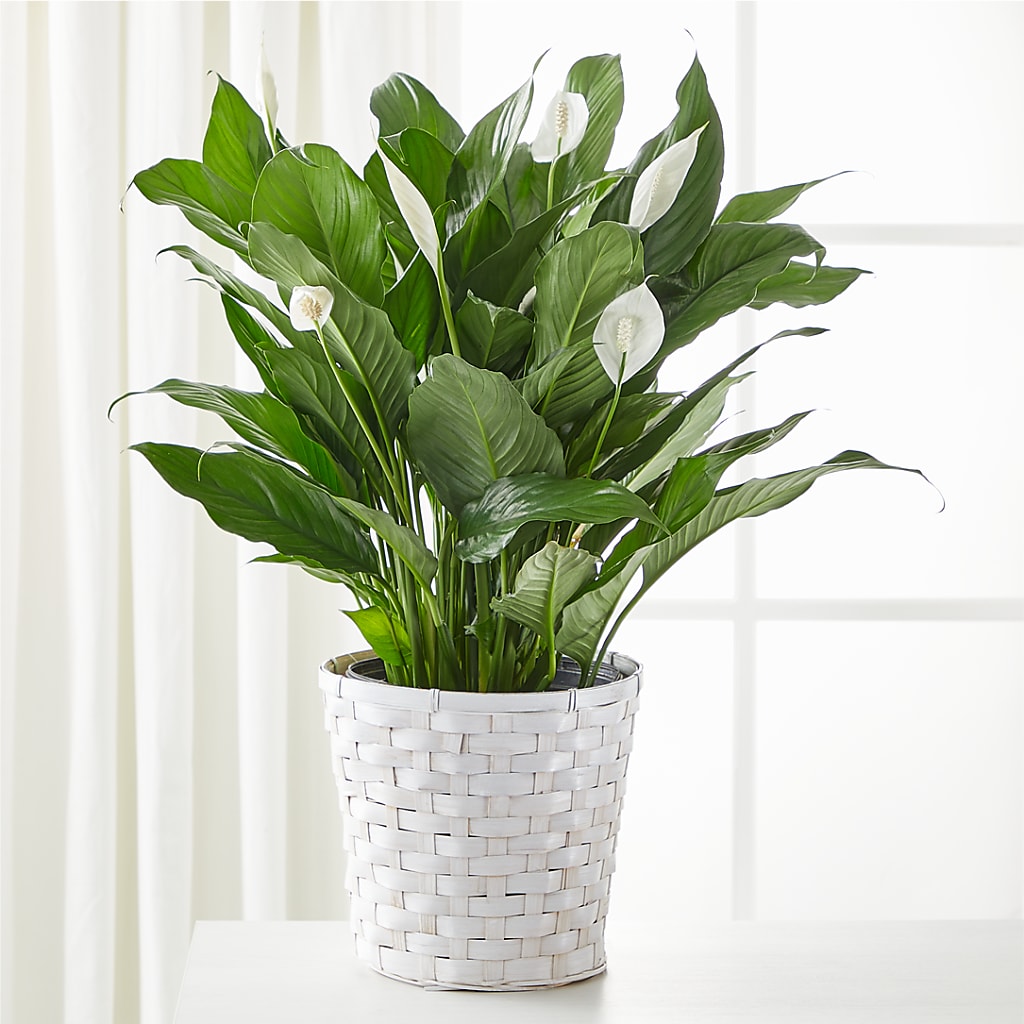 A New Leaf Peace Lily – L & M FLOWER SHOP, Canonsburg PA