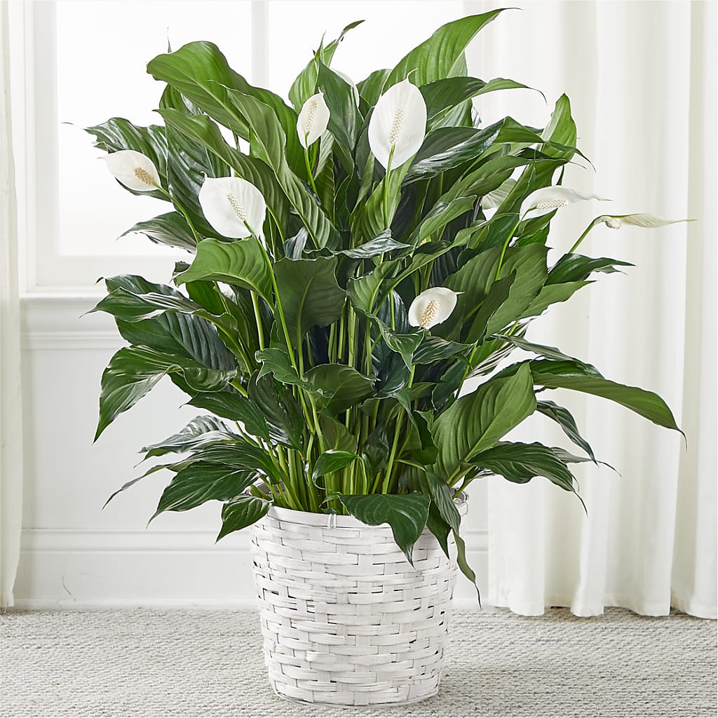 A New Leaf Peace Lily – L & M FLOWER SHOP, Canonsburg PA