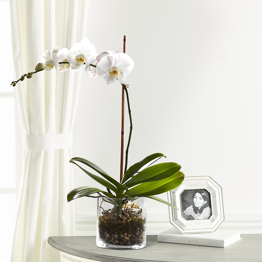 White Orchid Planter – L & M FLOWER SHOP, Canonsburg PA