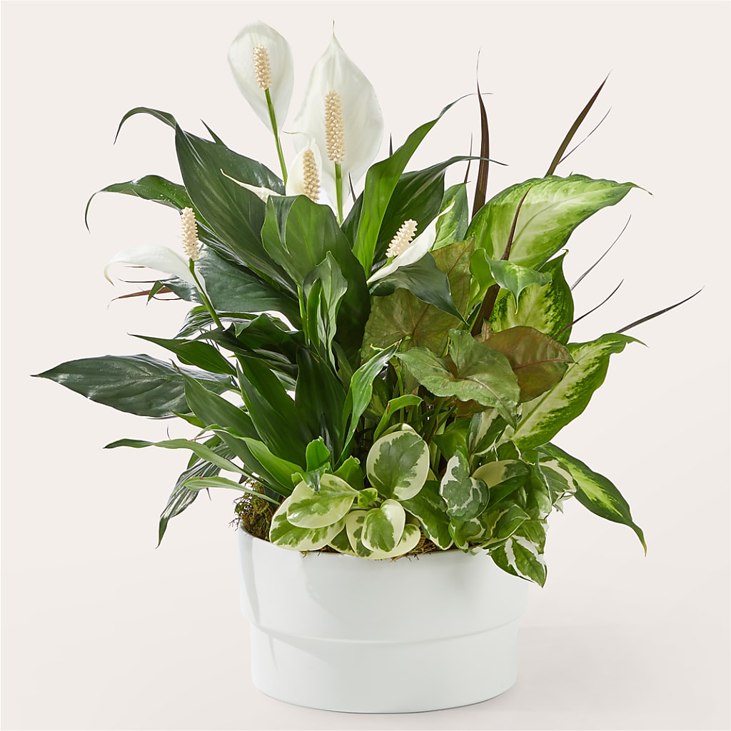 Radiating Positivity Dishgarden – L & M FLOWER SHOP, Canonsburg PA