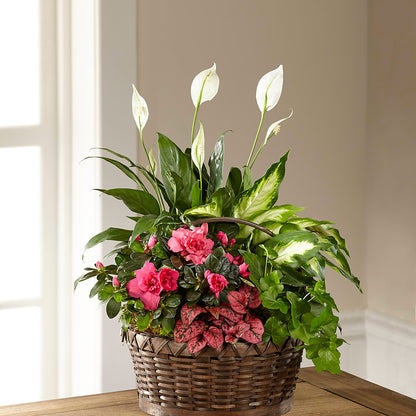 Dream in Pink Dishgarden – L & M FLOWER SHOP, Canonsburg PA