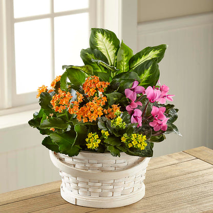 Color Crush Dishgarden – L & M FLOWER SHOP, Canonsburg PA