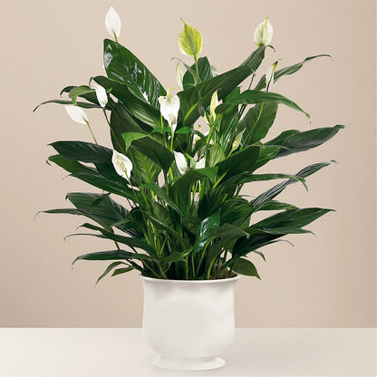 Comfort Planter – L & M FLOWER SHOP, Canonsburg PA