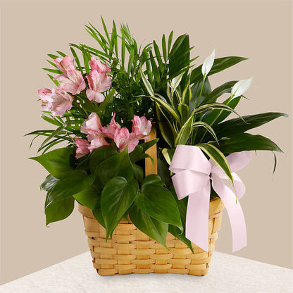 Living Spirit Dishgarden – L & M FLOWER SHOP, Canonsburg PA