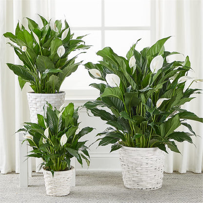 A New Leaf Peace Lily – L & M FLOWER SHOP, Canonsburg PA