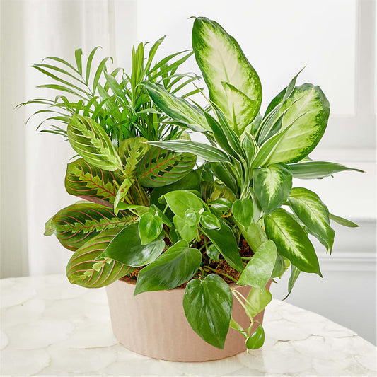 Balance & Harmony Dishgarden – L & M FLOWER SHOP, Canonsburg PA