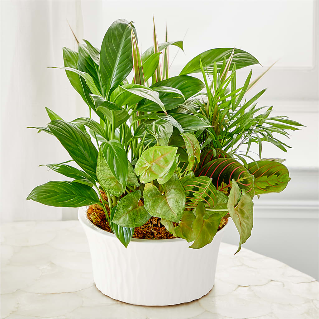 Balance & Harmony Dishgarden – L & M FLOWER SHOP, Canonsburg PA