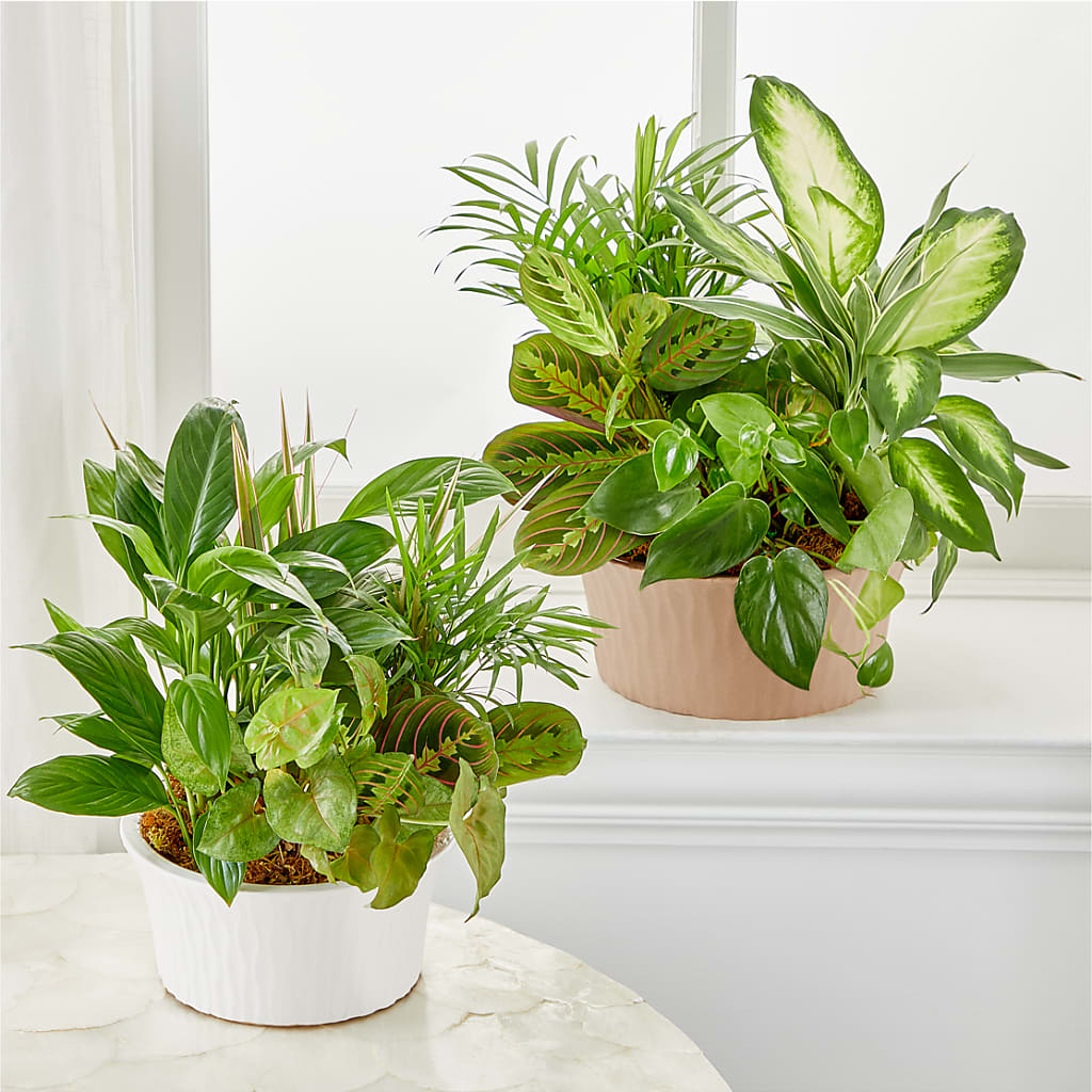 Balance & Harmony Dishgarden – L & M FLOWER SHOP, Canonsburg PA
