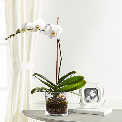 White Orchid Planter – L & M FLOWER SHOP, Canonsburg PA